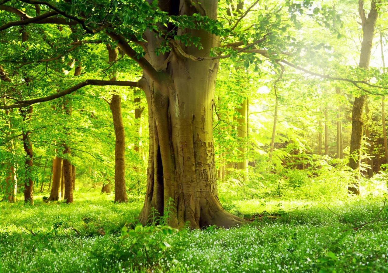 Ferienwohnung Am Weltnaturerbe Grumsin Ziehten Esterno foto