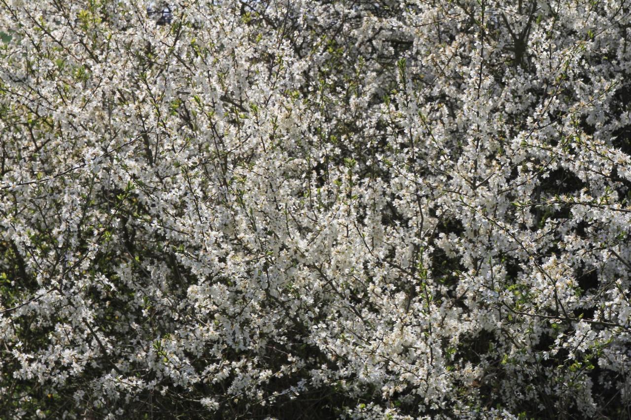 Ferienwohnung Am Weltnaturerbe Grumsin Ziehten Esterno foto
