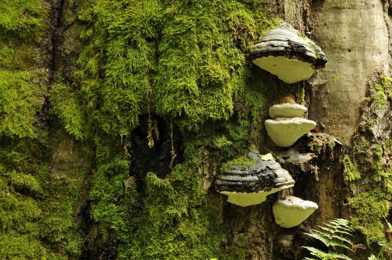 Ferienwohnung Am Weltnaturerbe Grumsin Ziehten Esterno foto