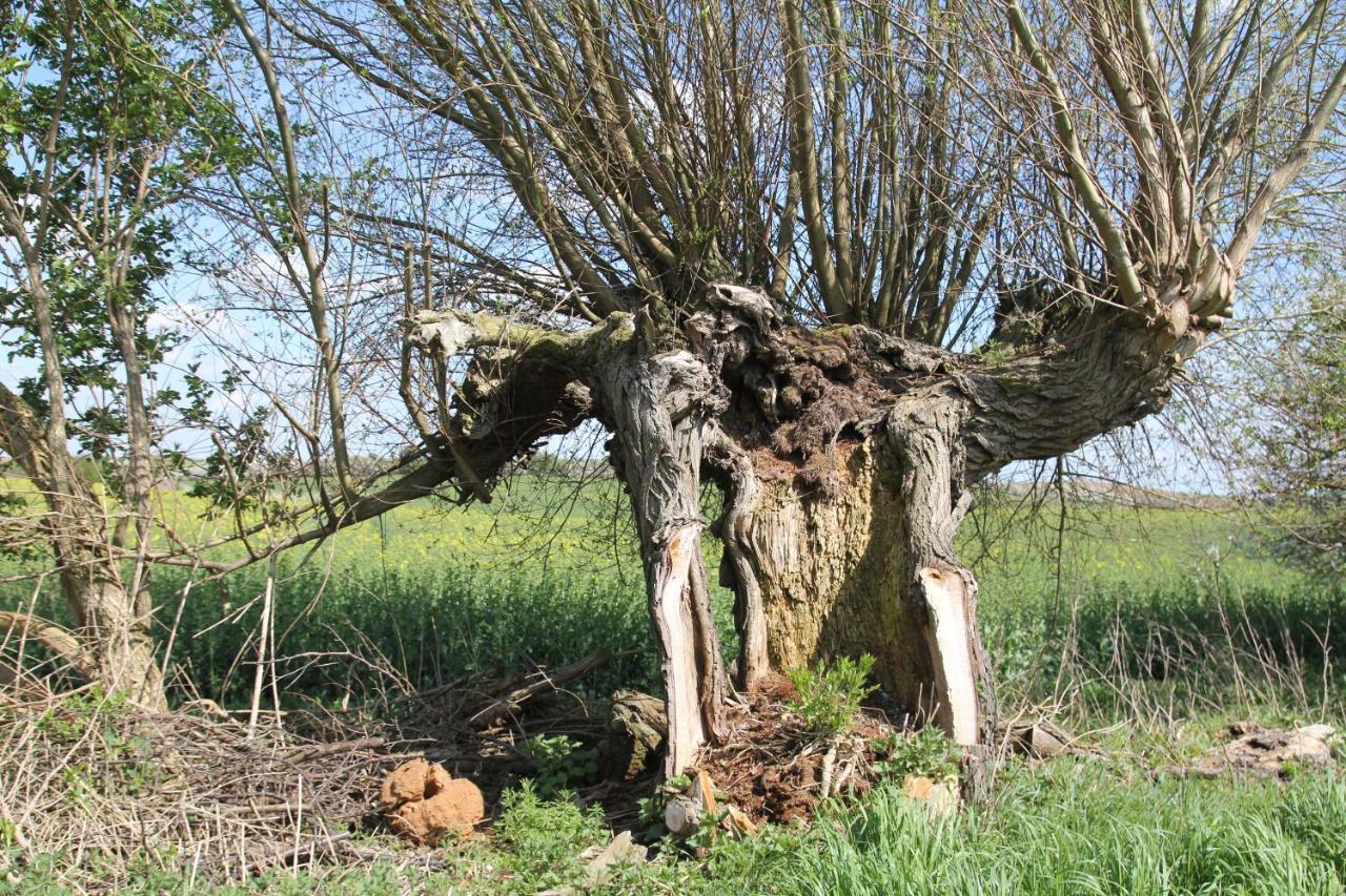 Ferienwohnung Am Weltnaturerbe Grumsin Ziehten Esterno foto